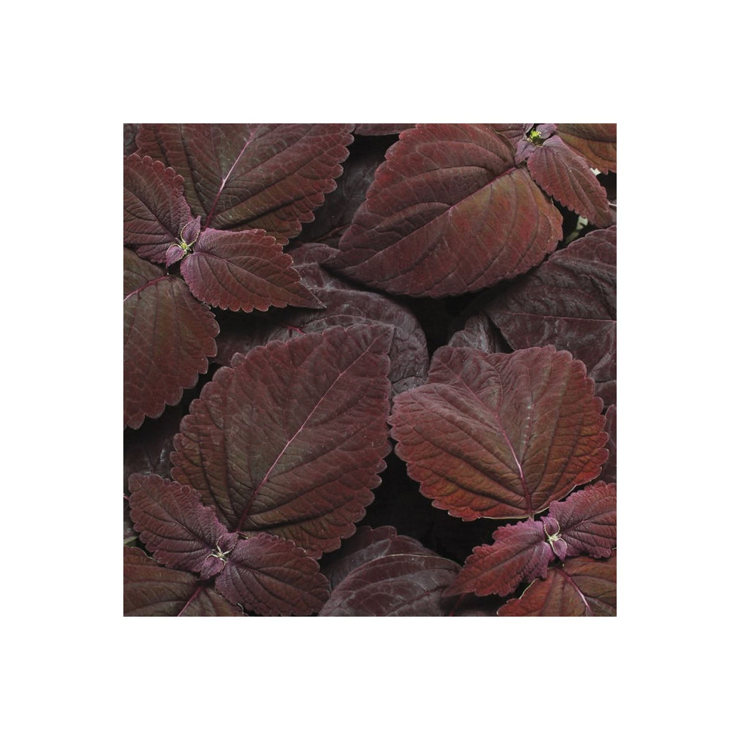 Coleus Premium Sun Dark Chocolate Flower For Planting Heirloom Flower Seeds for Home Garden [neera-v5-0d61052bdf9a28bb92f9]