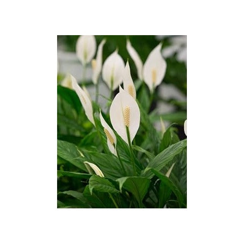 Heirloom Peace Lily (Spathiphyllum) Flower Seeds [neera-v5-0d6649f1f609449ef0c3]