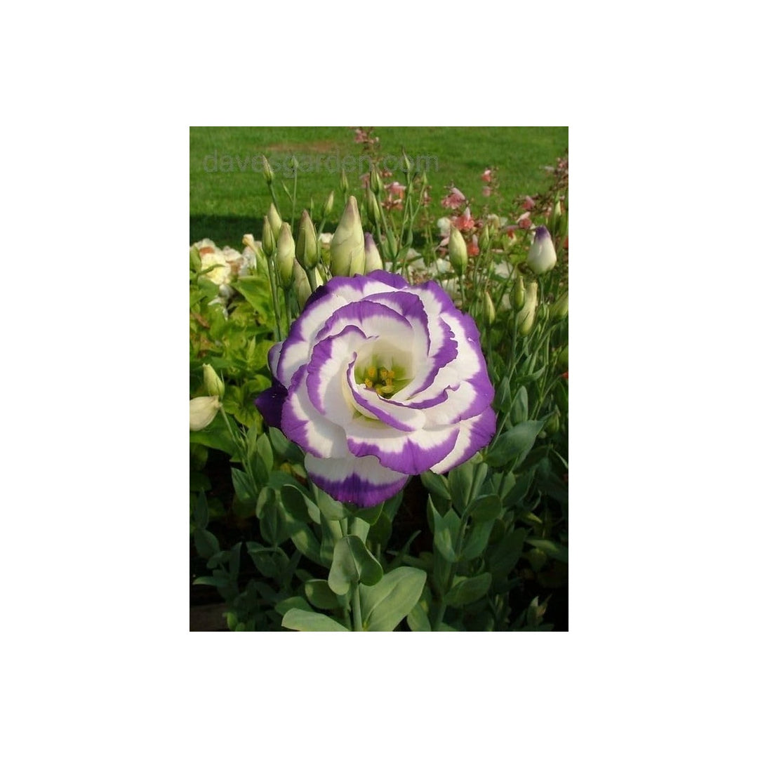 White Lisianthus Eustoma Griflorum Lila Flower For Planting Perfect For Floral Arrangements [neera-v5-0d67a3c6940fe9ab6b31]