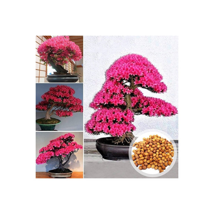 Cherry Blossom Prunus Serrulata Mini Japanese Sakura Bonsai Flower For Planting Perfect For Indoor [neera-v5-0d729306afc99196e332]
