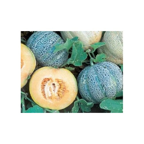 Minnesota Melon Fruit Seeds for Planting | Heirloom Non-GMO Organic Seeds for Cold-Hardy, Sweet Melons [neera-v5-0d8742717f4014aabe50]