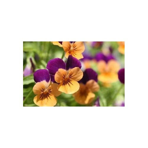Heirloom Non-GMO Purple Orange Pansy Flower Seeds for Garden Planting [neera-v5-0d8d2d85dcd12972ede2]