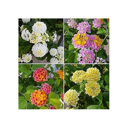 Heirloom Multi-Colored Lantana Flower Seeds for Planting [neera-v5-0d90a0828a703076be18]
