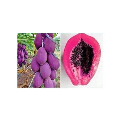 Pink Papaya Fruit Seeds for Planting [neera-v5-0d91432c61bc8967f0ae]