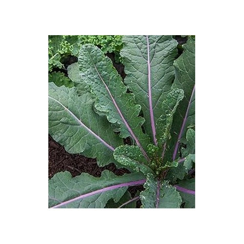 Dazzling Kale Seeds for Planting [neera-v5-0d9a759cc87f23dd3fa9]