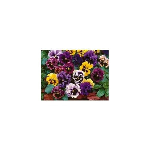 Heirloom Double Pansy Rococo Flower Seeds for Planting [neera-v5-0da3ef7514b758c88f82]