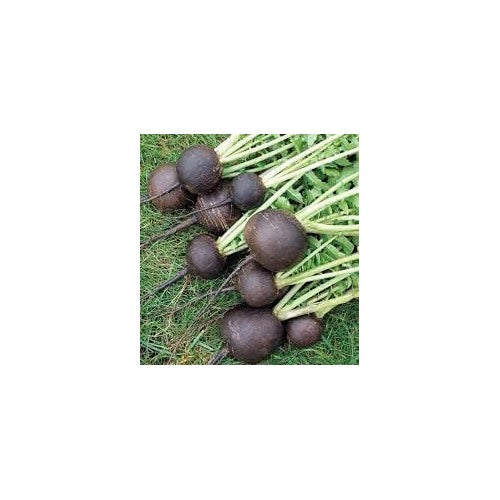 Radish Vegetable Seeds for Planting | Heirloom, Non-GMO, High Germination Organic Garden Seeds [neera-v5-0da914fd8e52b84a0dc0]