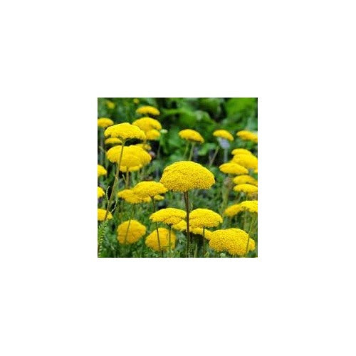 Yarrow Flower Seeds for Garden [neera-v5-0db220a5aae5bfce4087]