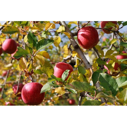 Japanese Fuji Apple Fruit Seeds for Planting [neera-v5-0db778afb350e2b90d08]