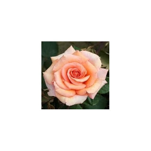 Peach Rose Flower Seeds for Planting [neera-v5-0dc21a2237130c79c724]