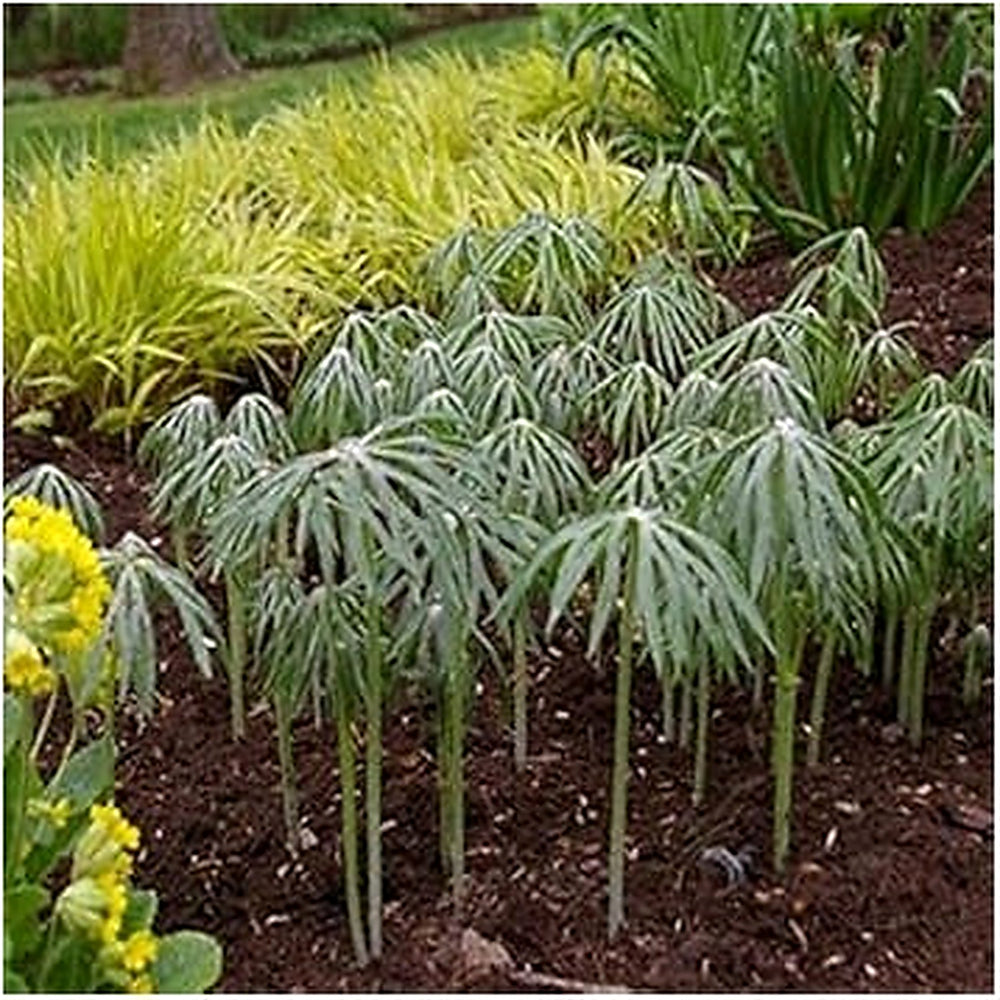 Green Cyperus Plant Seeds for Planting | Aquatic Garden Decor, Heirloom, Non-GMO, High Germination Organic Garden Seeds [neera-v5-0dc9766c8d20290aa359]