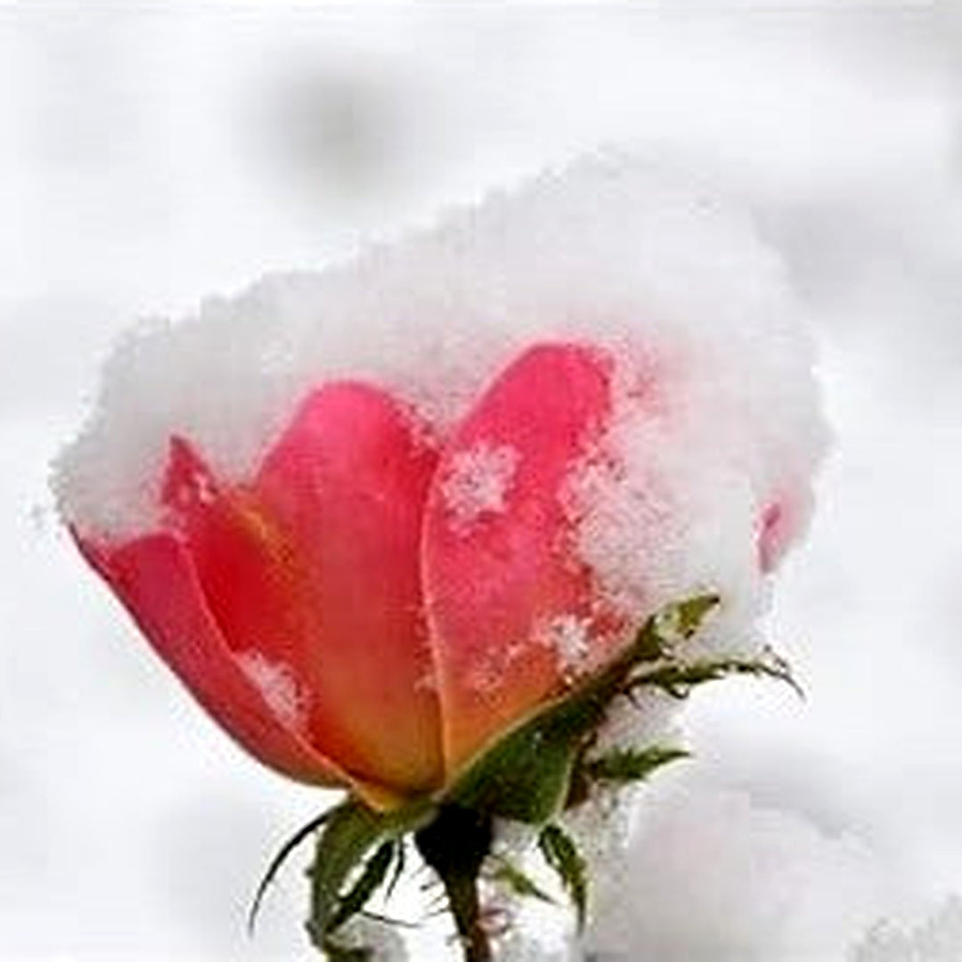 Heirloom Light Pink Snow Rose Flower Seeds [neera-v5-0dd581673daa56af6c30]