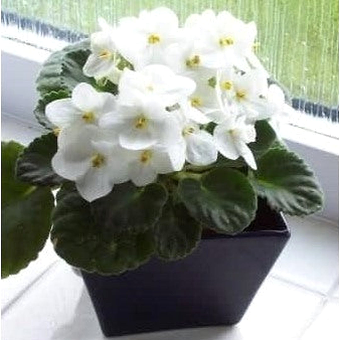 Heirloom White Saintpaulia Flower Seeds for Planting [neera-v5-0ddb1ab9f0fd73af20d8]