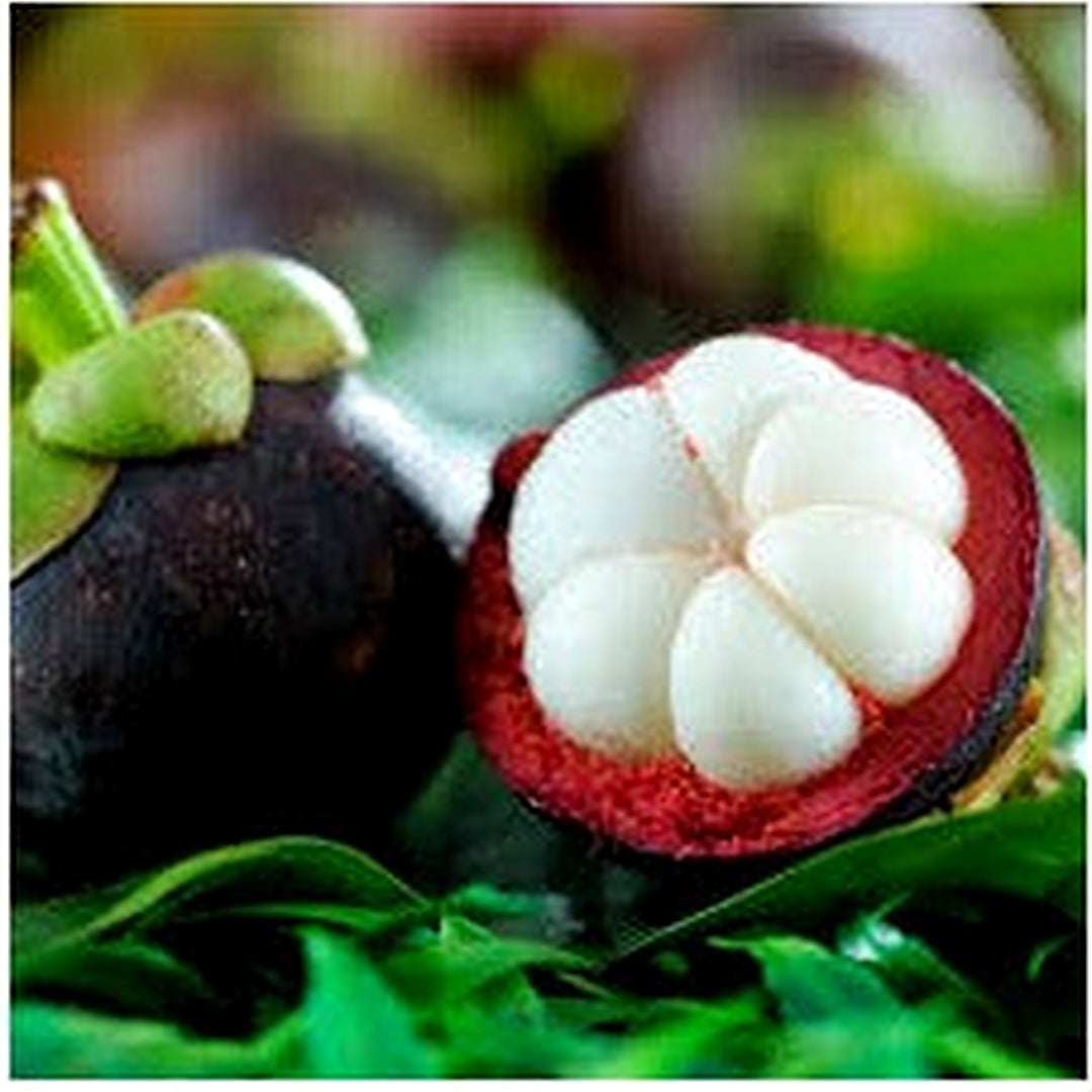 Mangosteen Fruit Seeds for Planting | Heirloom Non-GMO Organic Seeds for Sweet, Tropical Garden Fruits [neera-v5-0dde1d98c27ec40eb274]
