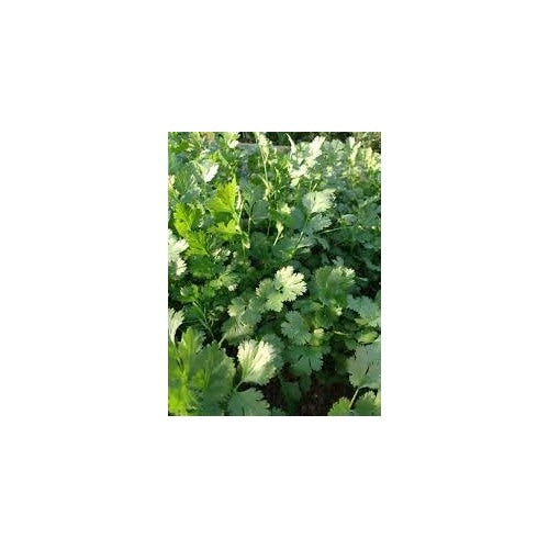 Coriander Vegetable Seeds for Planting | Heirloom, Non-GMO, High Germination Organic Garden Seeds [neera-v5-0dfaf5fcda9567309099]