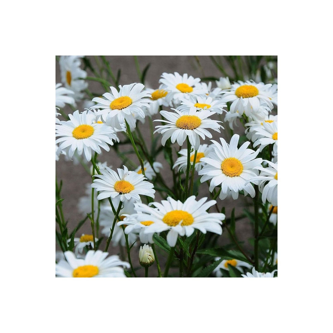 Daisy Chrysanthemum Maximum Flower For Planting In Alaska Home Garden Flower Seeds for Home Garden [neera-v5-0dfaf8e3f344ce1ccf13]