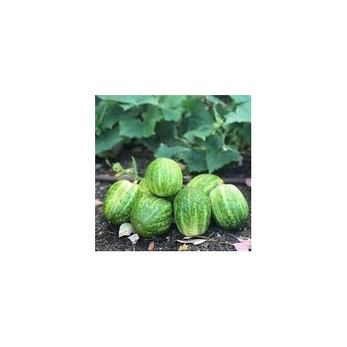 Richmond Green Cucumber Vegetable Seeds for Planting [neera-v5-0e02a611715242f93c04]