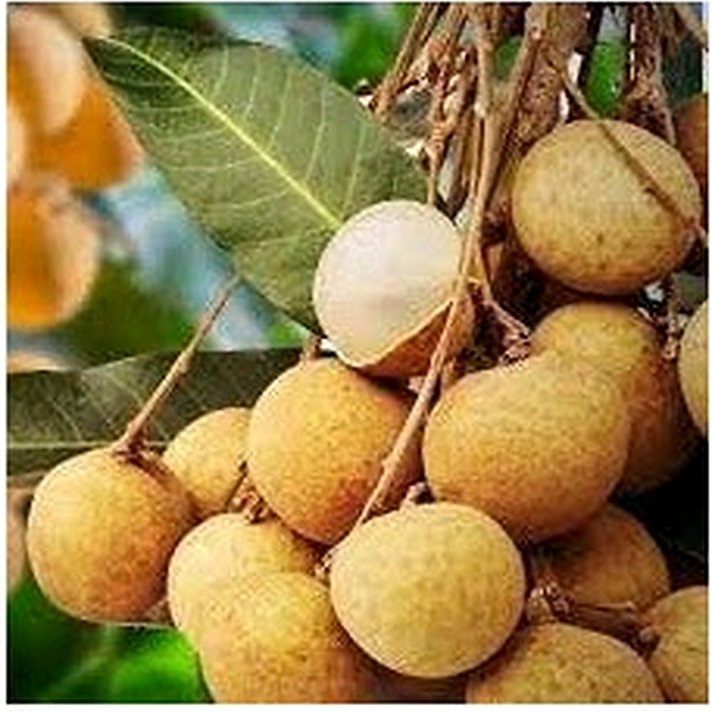 Longan Fruit Seeds for Planting [neera-v5-0e081fe28afcc849ed39]