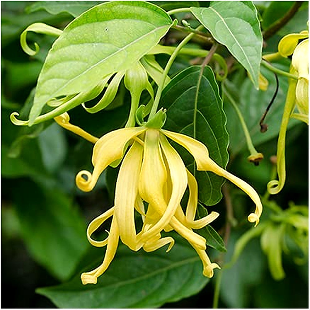 Odorata Flower Seeds for Planting [neera-v5-0e1237ed50f9d2830952]