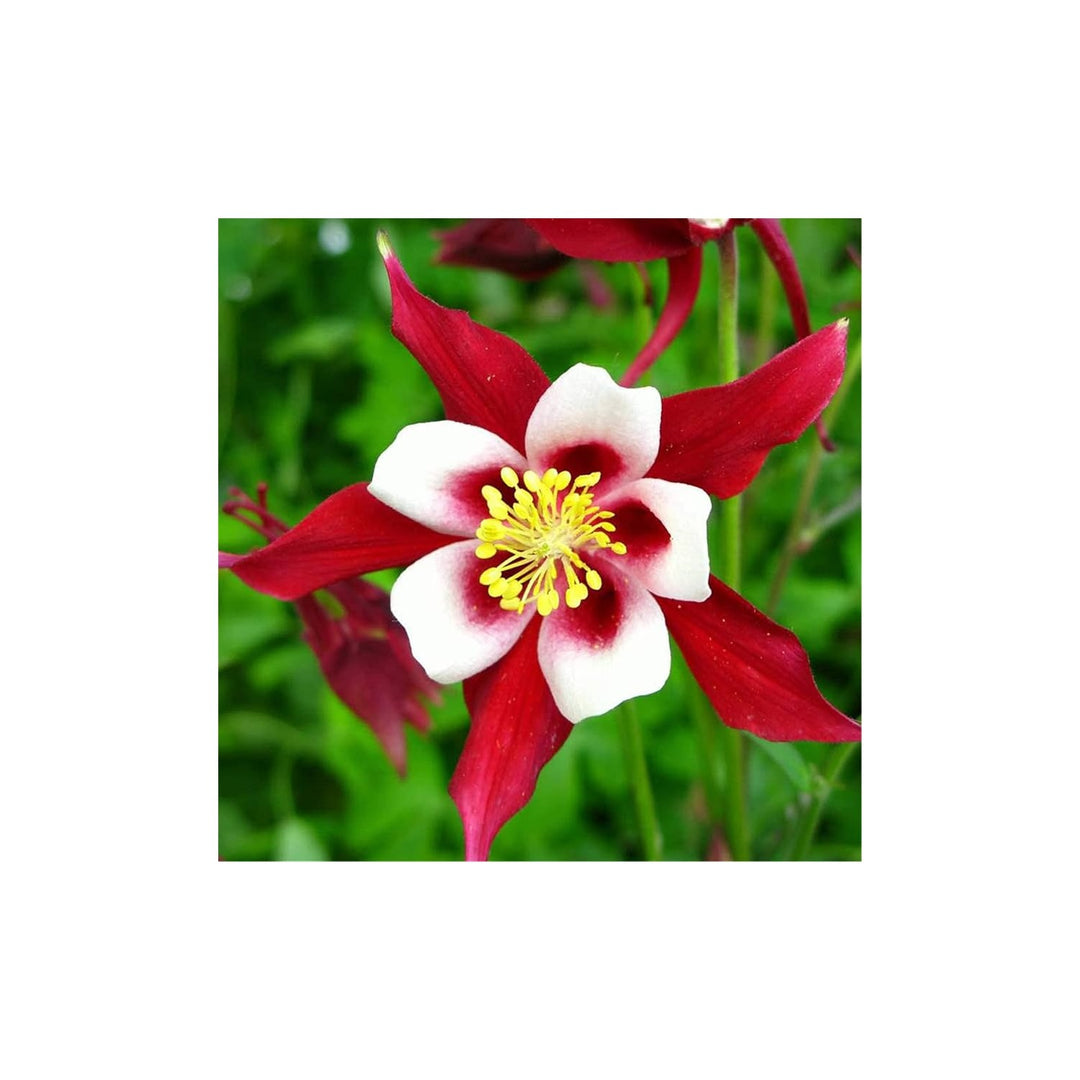 Red Columbine Aquilegia Vulgaris Kalvarienberg Flower For Planting Ideal For Cottage Gardens [neera-v5-0e209ff1725243f888a4]