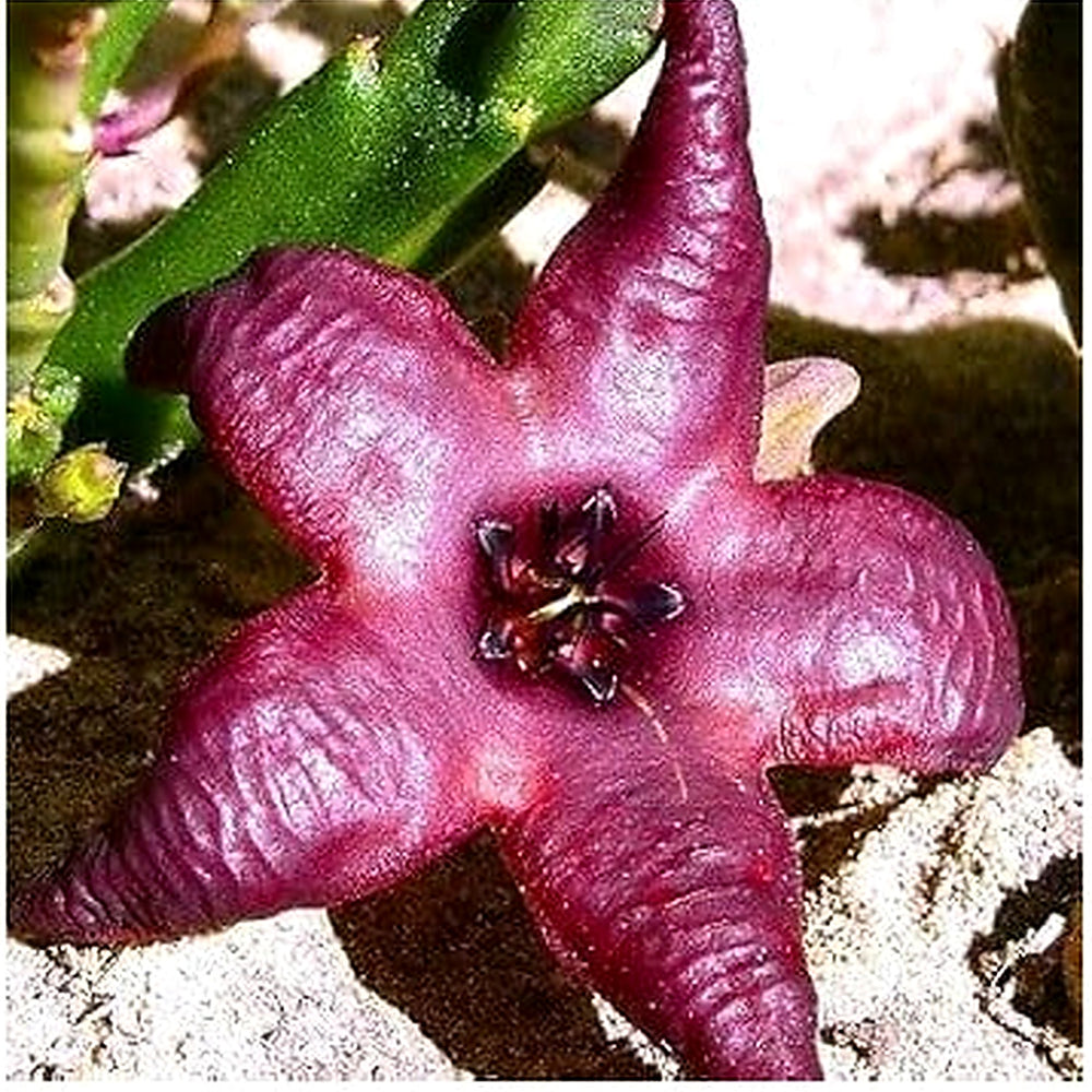 Heirloom Non-GMO Burgundy Stapelia Flower Seeds for Garden Planting [neera-v5-0e47d77e33b95a119e48]