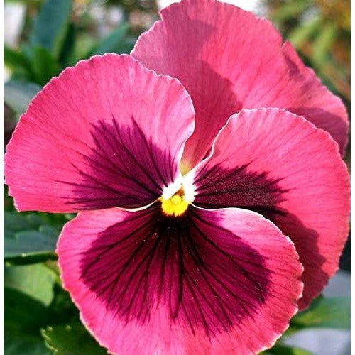Pink White Pansy Seeds for Planting [neera-v5-0e5bba52164c32af69d2]