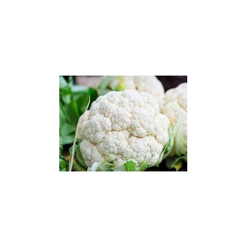 Indias Sub-Tropical Cauliflower Seeds for Planting [neera-v5-0e6249a2d3fbfe1122a5]