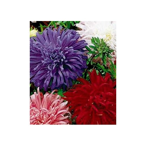 Giant Multi Aster Flower Seeds for Planting [neera-v5-0e65ef5a834761222452]