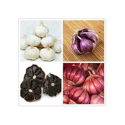 Black Garlic Seeds for Planting Multi-Colour [neera-v5-0e6d1f21e4ea84fb2ed3]