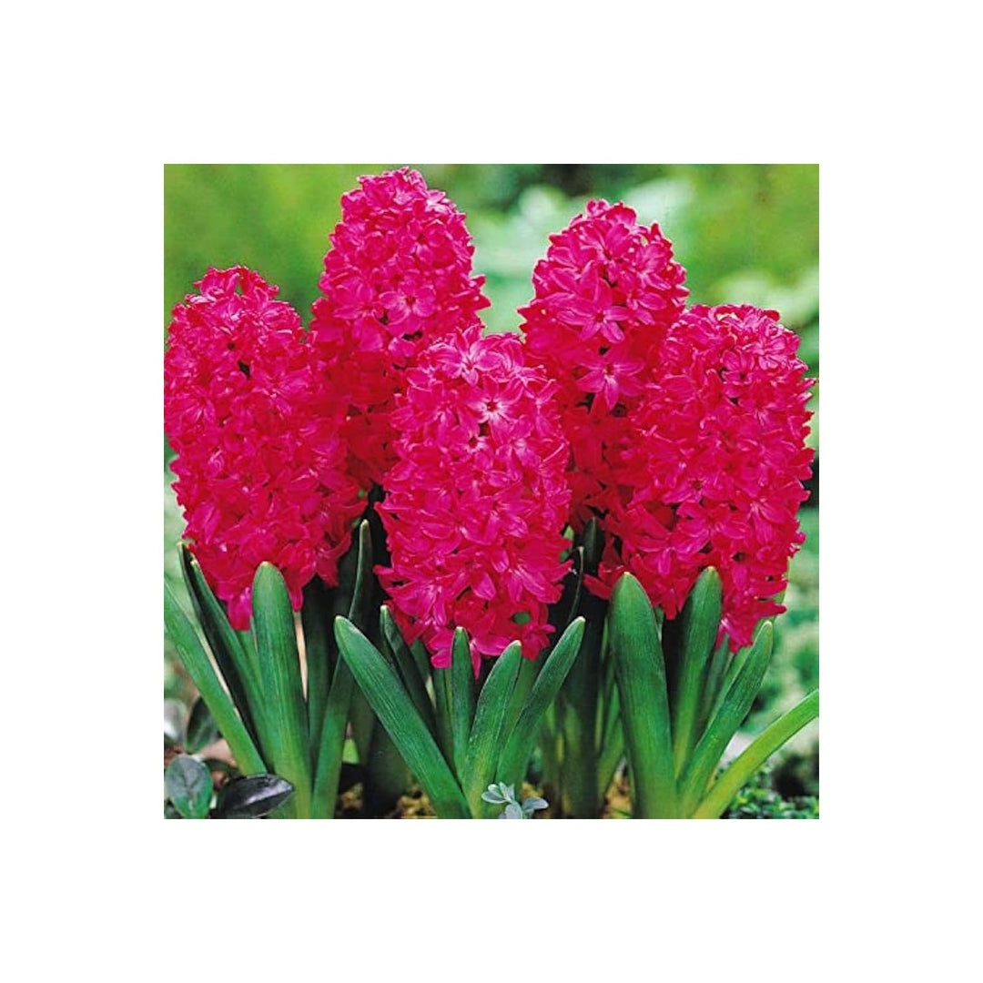 Red Hyacinth Flower For Planting Flower Seeds for Home Garden Planting, Landscape Organic Blooming [neera-v5-0e7c07355d0ff83ab036]
