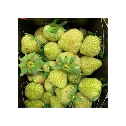 Light Green Strawberry Fruit Seeds for Planting [neera-v5-0e7ed4bbf3bebb38ee76]