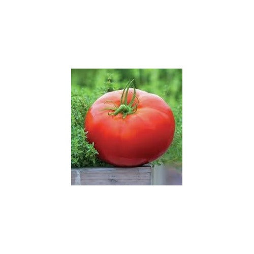 Whopper Tomato Vegetable Seeds for Planting [neera-v5-0e809fdfb0a47684f555]