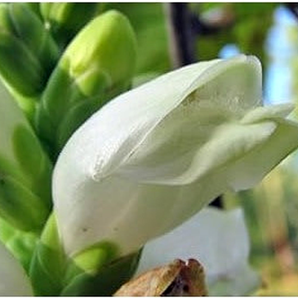 White Turtlehead Flower Seeds for Planting [neera-v5-0e8286cefc65b9d41f5e]