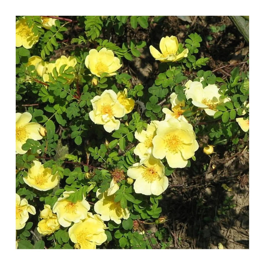 Yellow Heirloom Non Gmo Rosa Xanthina Flower For Planting Fragrant Wild Rose Blooms Flower Seeds [neera-v5-0e83626b404e1123eeb1]