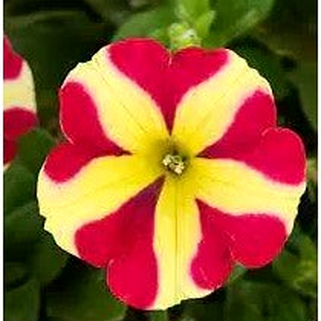 Red Yellow Petunia For Planting Heirloom Non Gmo Flower Vibrant Garden Blooms Flower Seeds for Home [neera-v5-0e8be798b238122c2af7]