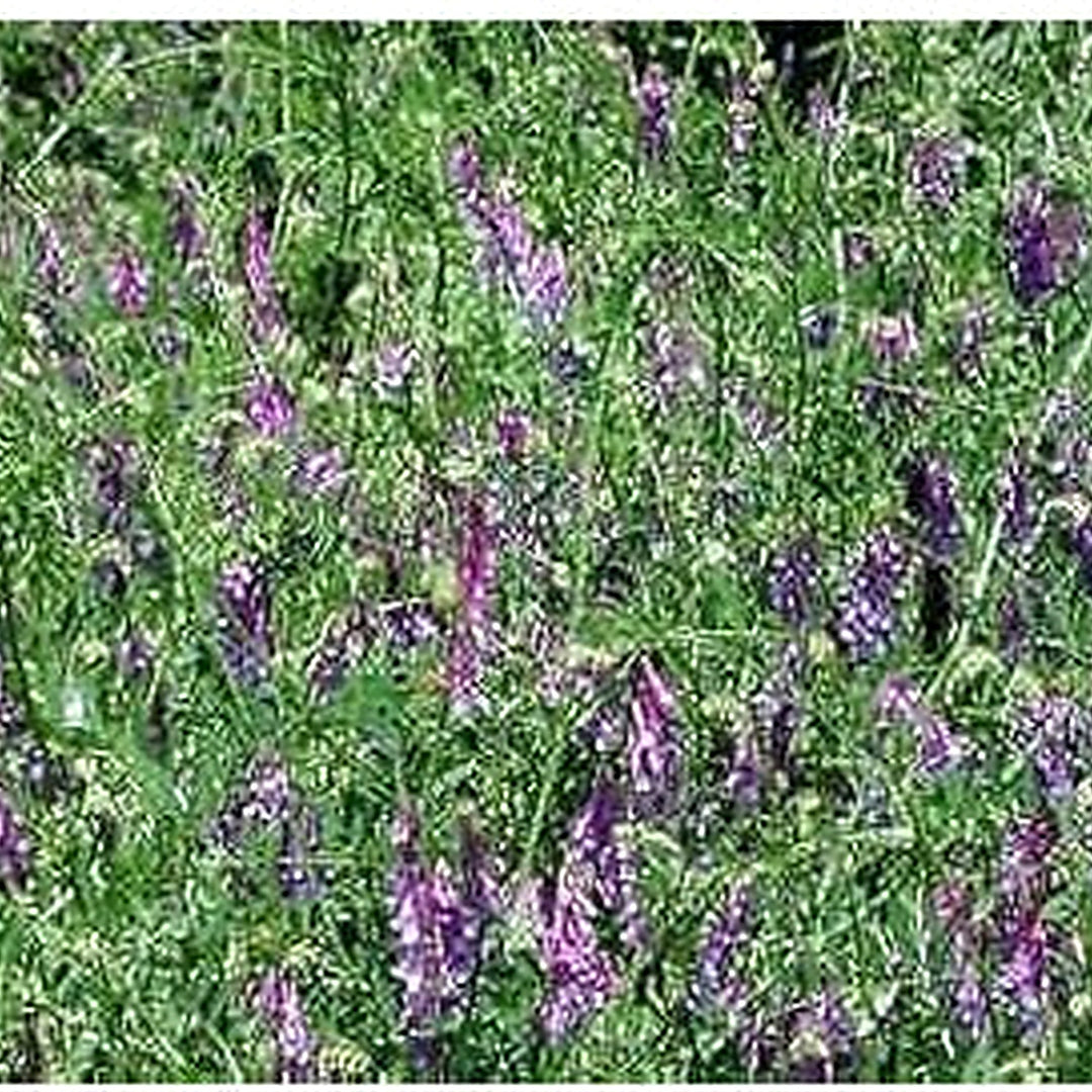 Heirloom Purple Vetch Flower Seeds, Non-GMO, Wildflower Seeds for Garden Planting [neera-v5-0e8dbfe38eab8d8a6a78]