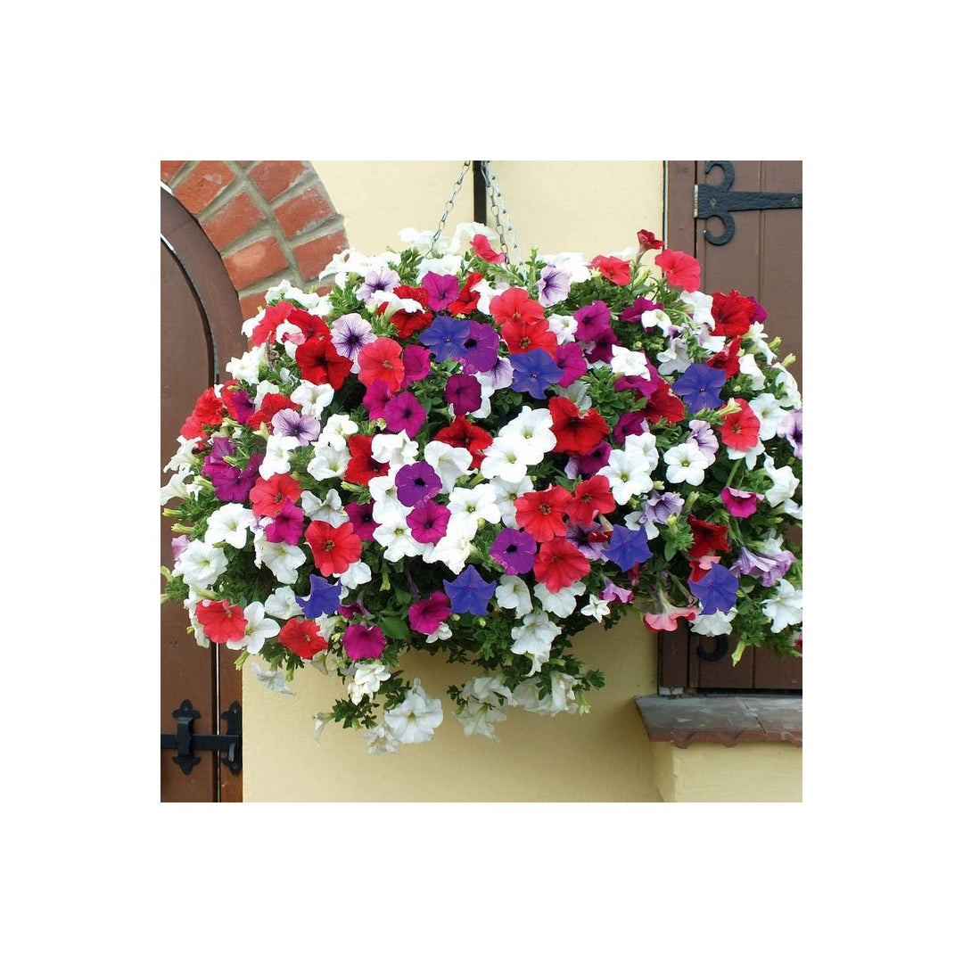 Petunia Petunia Hybrida Rare Bonsai Flower For Planting Hybrid For Balcony Gardens Hanging [neera-v5-0e96a21c89b0a3b6638b]