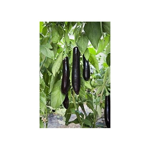 Fresh Eggplant Sweet Fruit Seeds for Planting [neera-v5-0e96c0d9a95ec58648ab]