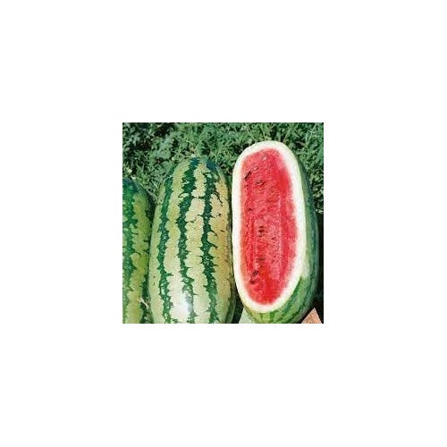 Rattlesnake Watermelon Fruit Seeds for Planting [neera-v5-0e9e91f70bc4c27ae52b]