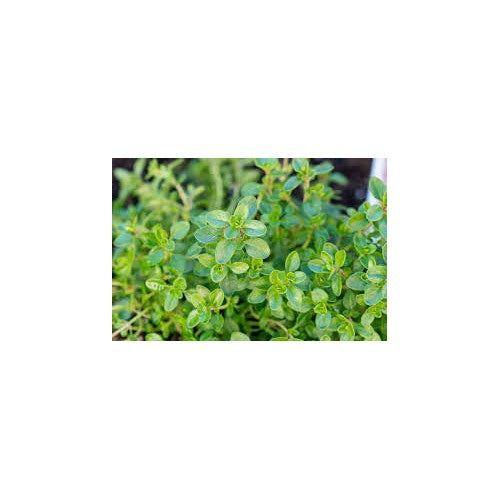 Common Thyme Herb Seeds for Planting [neera-v5-0ea29d0b740f311890ff]