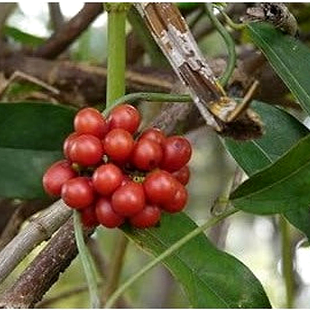 Tiliacora Fruit Seeds for Planting [neera-v5-0eb05eb348e5ddfbd634]