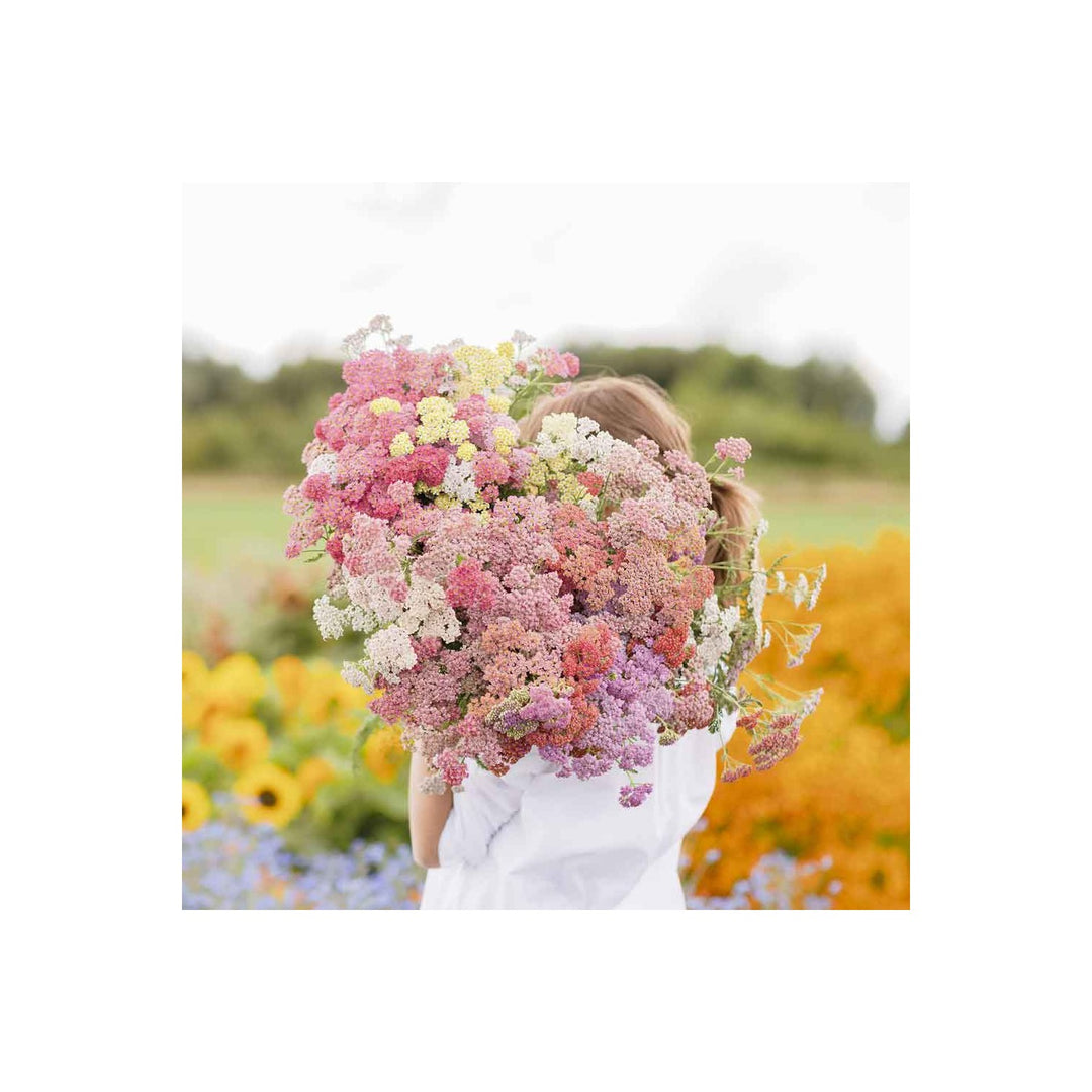 Achillea Millefolium Yarrow Colorado Mix Flower For Garden And Container Planting Flower Seeds for [neera-v5-0ebc8545e34ba42c1502]