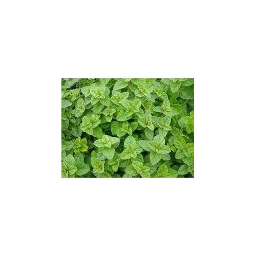 Sea Green Mint Seeds for Planting [neera-v5-0ec7f38640b8a4e4532f]