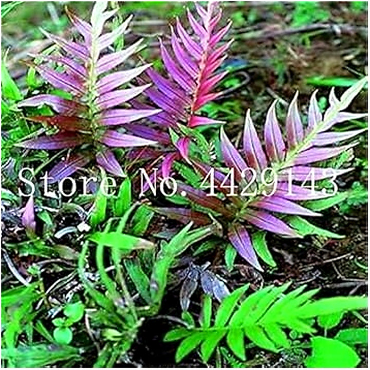 Mixed Color Fern Plant Seeds for Planting [neera-v5-0ed9fb570912c253109b]
