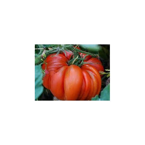 Beefsteak Tomato Seeds [neera-v5-0ee1bc4a43db27bedadb]