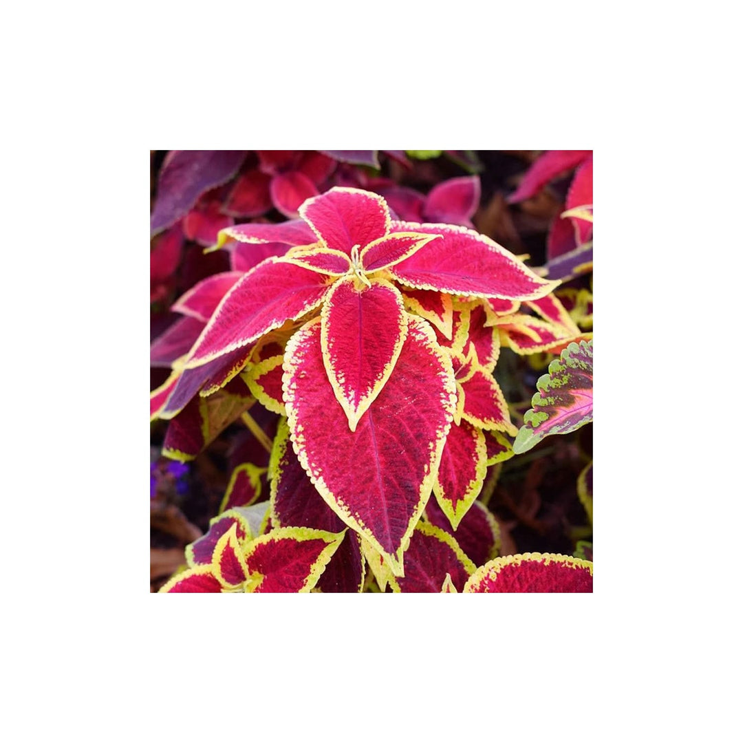 Jazz Rubin Coleus Solenostemon Scutellarioides For Colorful Foliage And Pot Planting Flower Seeds [neera-v5-0ee675e24d8257f06dfc]