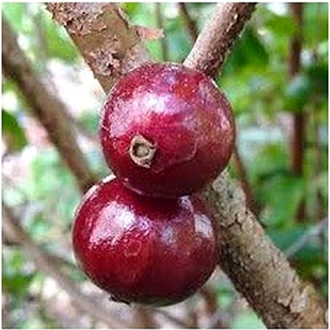 Plinia oblongata “Red Jabuticaba” Fruit Seeds [neera-v5-0ee7768a4cec622974e8]