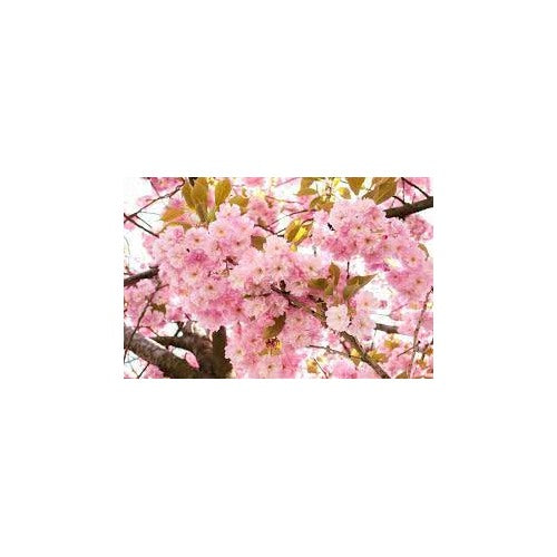 Japanese Flowering Cherry (Prunus serrulata) Seeds for Planting [neera-v5-0ee89d97bafc2d07227f]