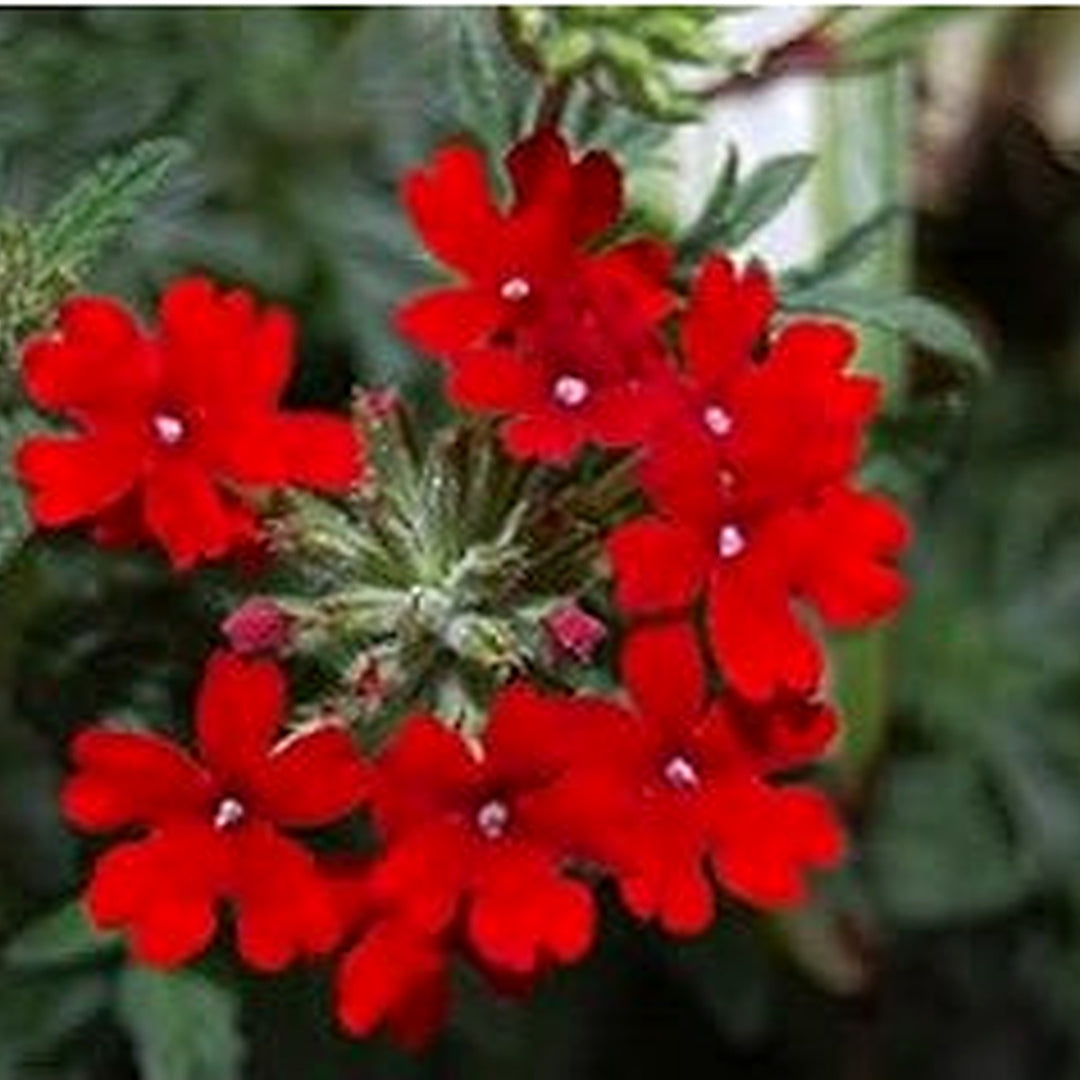 Red Verbena Flower Seeds for Planting [neera-v5-0ef2cfea73ba91b36609]