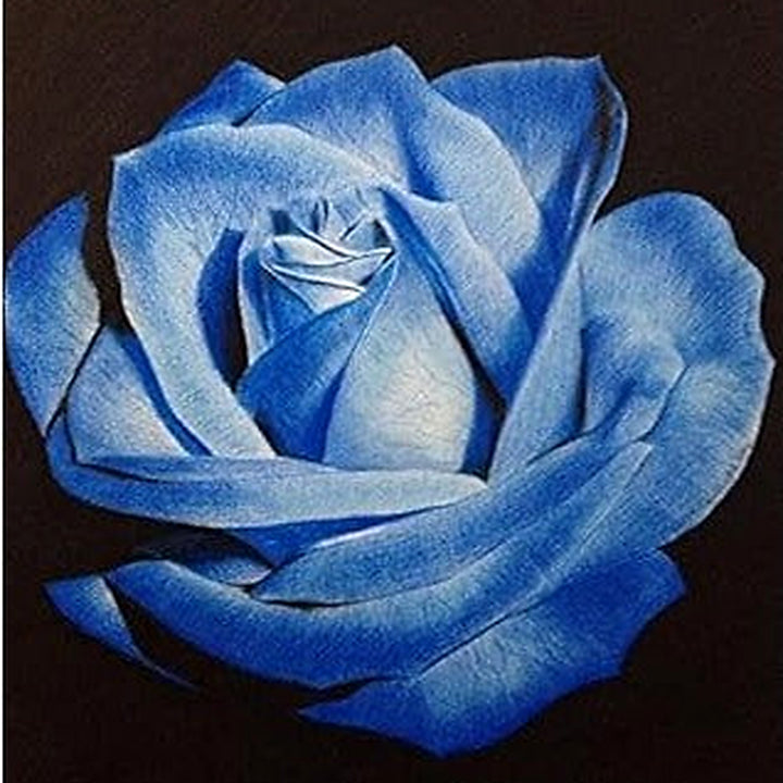 Light Blue Osiria Rose Plant Seeds for Planting [neera-v5-0ef4c1be192ba0ae7cdc]